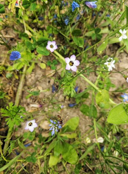 Biene auf blauer Blüte